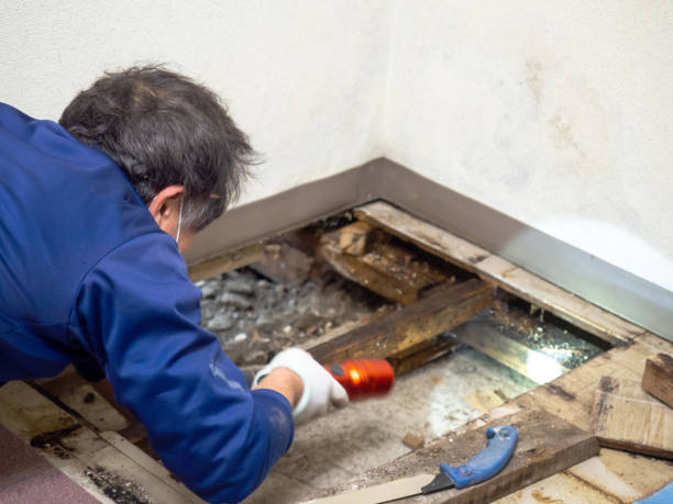 Best Mold Testing and Removal  in Oakley, CA