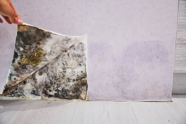 Best Mold Remediation Services  in Oakley, CA